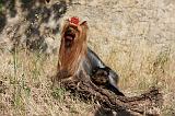 YORKSHIRE TERRIER 501